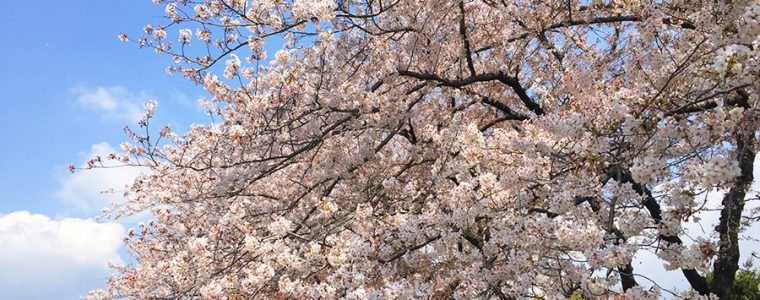 桜を見て思う人生