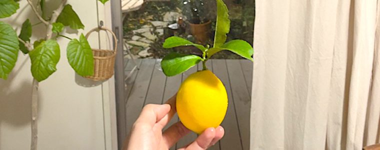 レモンがお庭にあって助かりました♪