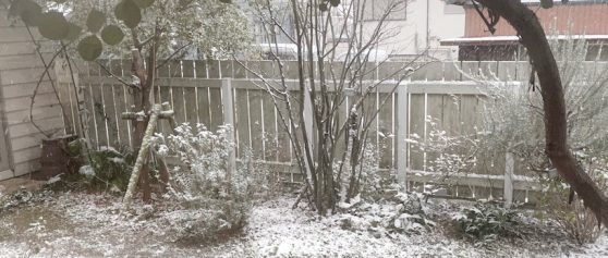 わが家の雪景色