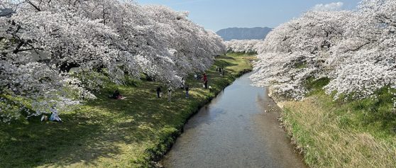 追憶の音羽川の桜並木
